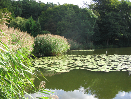 Trentsee mit Uferbewuchs und Seerosenfeld.